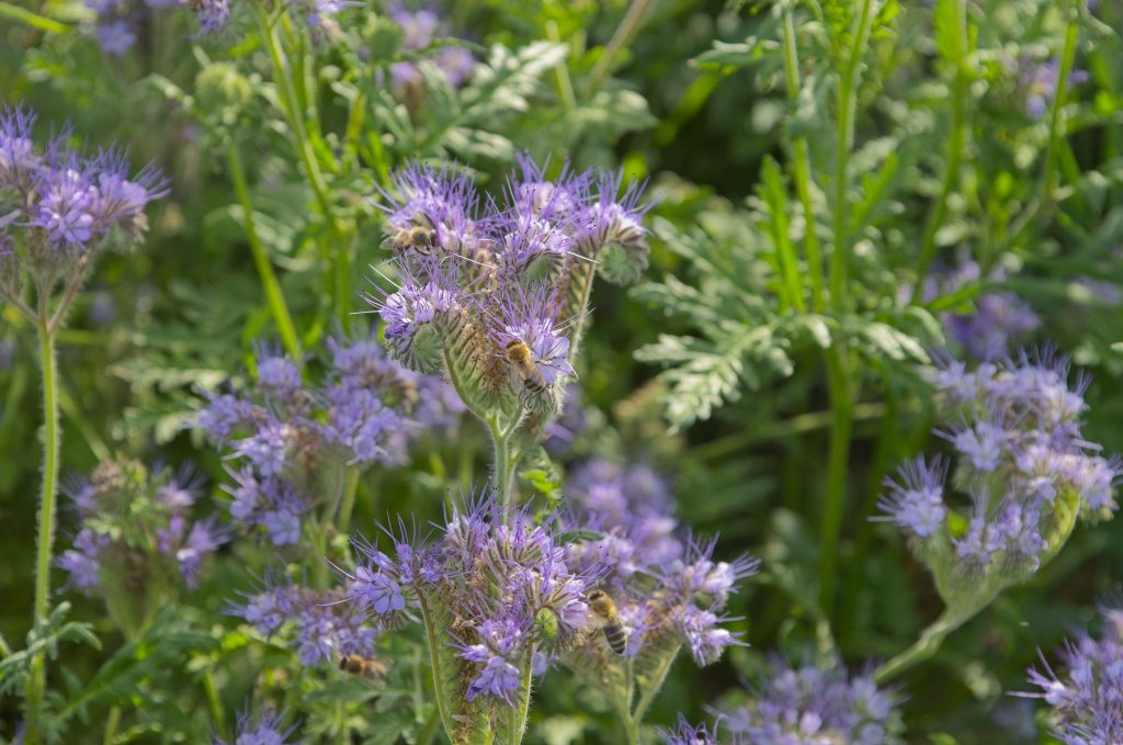 Bees collecting nectar from vibrant purple flowers in a lush green field. Des abeilles collectant du nectar sur des fleurs violettes vibrantes dans un champ vert luxuriant.
